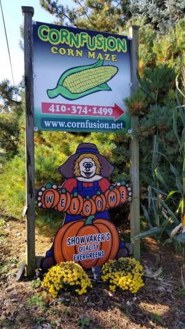 cornmaze